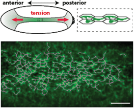 Figure 1 - Myosin forms a supracellular tensile network that leads to tissue folding.