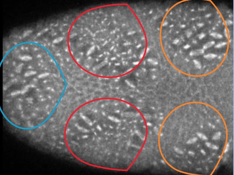 Drosophila embryo mitotic divisions - Martin lab MIT