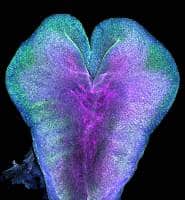 Mouse embryo imaging